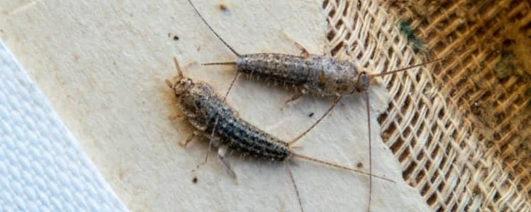 silverfish control hoppers crossing