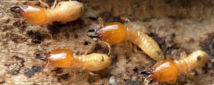termite control hoppers crossing