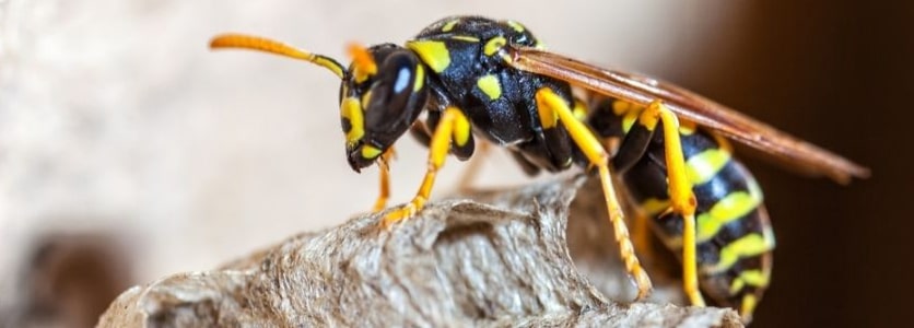 wasp control hoppers crossing